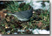 Dark-eyed Junco