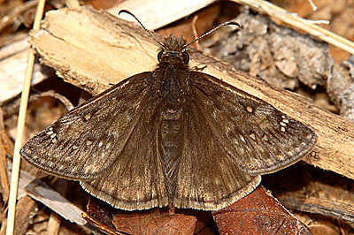 Juvenal's Duskywing