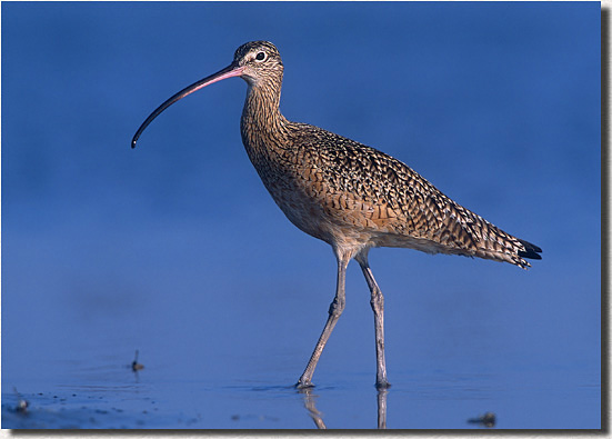 Long-billed Curlew