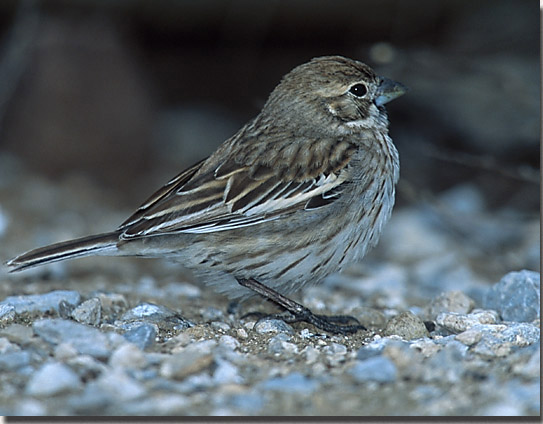 Lark Bunting