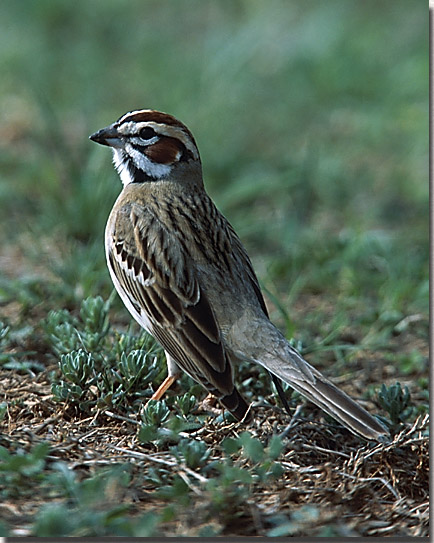 Lark Sparrow