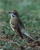 Lark Sparrow