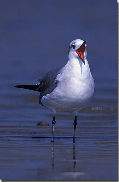 Laughing Gull