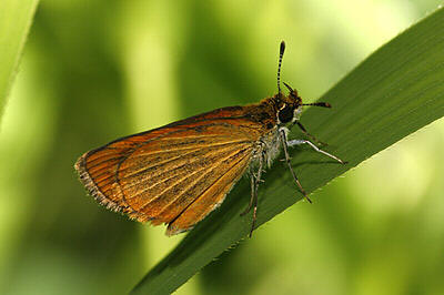 Least Skipper Butterfly