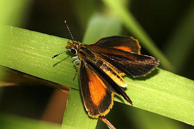 Least Skipper Butterfly