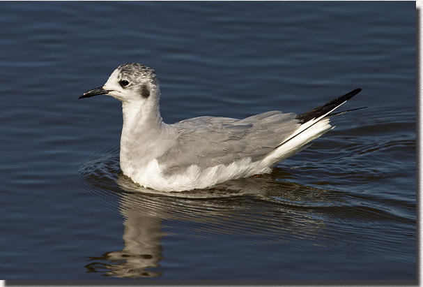 Little Gull