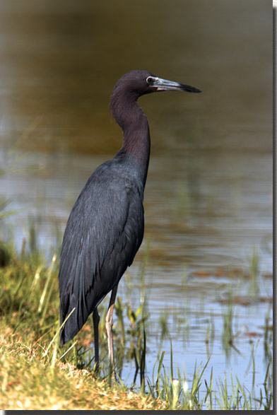 Little Blue Heron