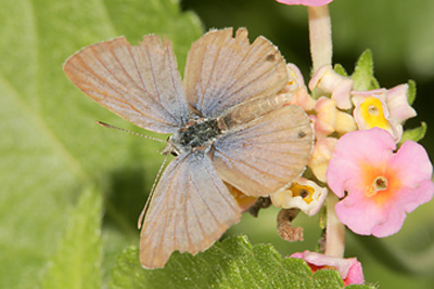 Marine Blue (Leptotes marina) 