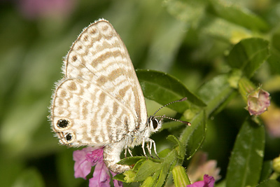 Marine Blue (Leptotes marina) 