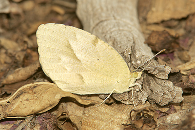 Mexican Yellow butterfly