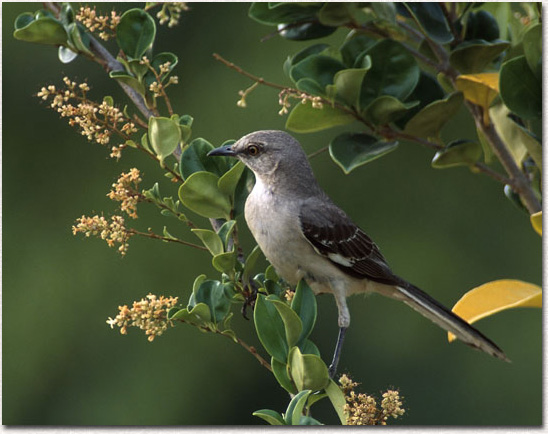 Northern Mockingbird