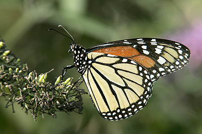 Monarch (Danaus plexippus) 