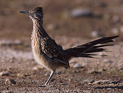 Greater Roadrunner