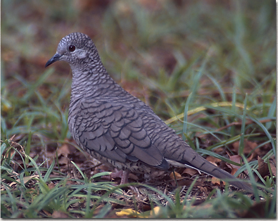 Inca Dove