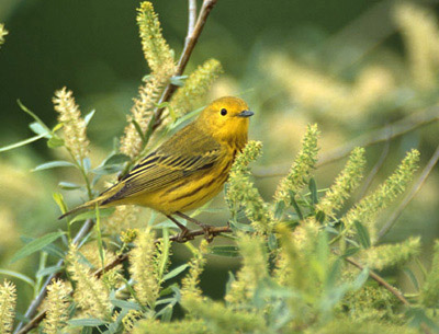 Yellow Warbler in willow tree