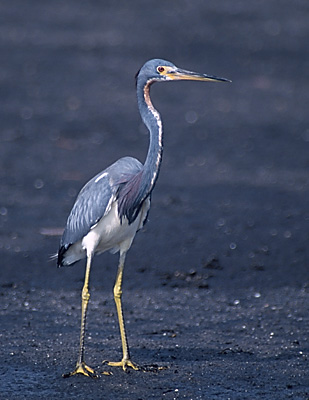 Tri-colored Heron