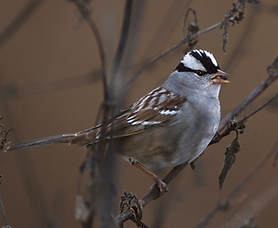 White-crowned Sparrow