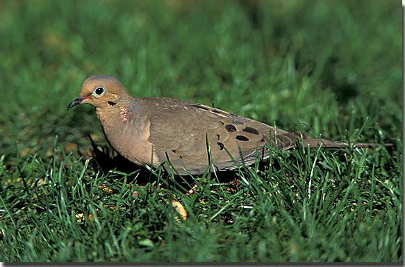 Mourning Dove