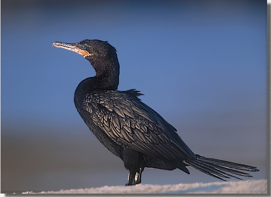 Neotropic Cormorant