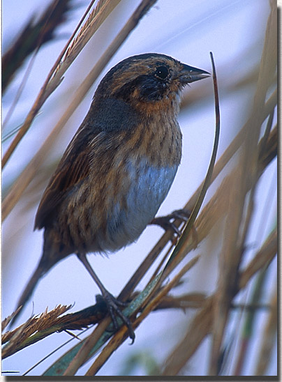 Nelson's Sharp-tailed Sparrow