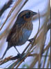 Nelson's Sharp-tailed Sparrow