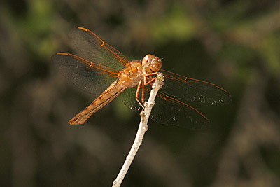 Neon Skimmer dragonfly (female)