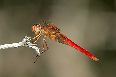 Neon Skimmer dragonfly (male)