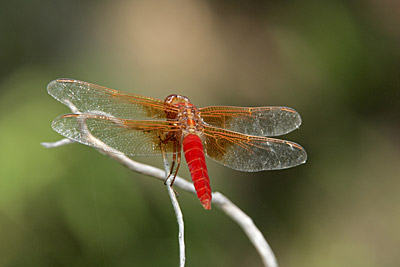 Neon Skimmer dragonfly (male)