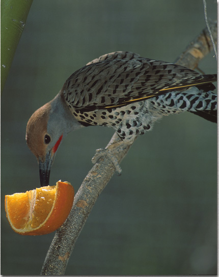 Return to Backyard Feeder Page