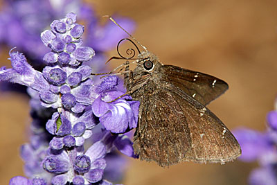 Northern Cloudywing (Thorybes pylades)