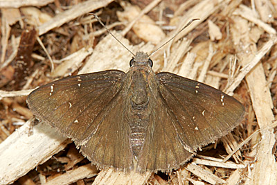 Northern Cloudywing (Thorybes pylades)