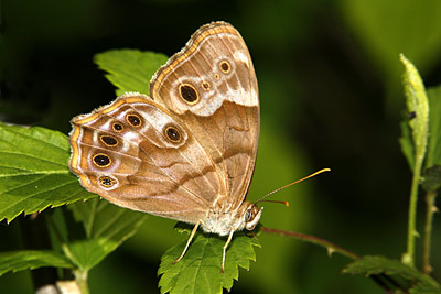 Northern Peraly Eye butterfly