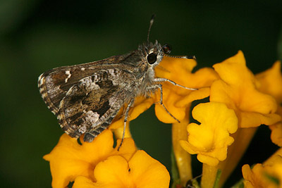 Nysa Roadside-skipper