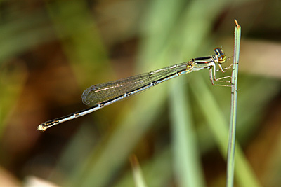 Orange Bluet damselfly