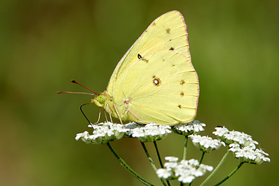 Orange Sulphur (Colias eurytheme)