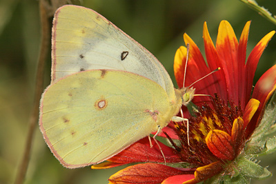 Orange Sulphur (Colias eurytheme)