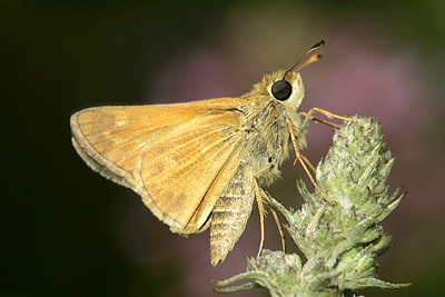 Ottoe Skipper (Hesperia ottoe)