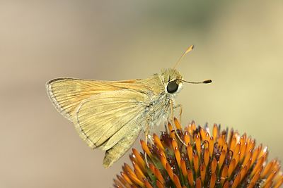 Ottoe Skipper (Hesperia ottoe)