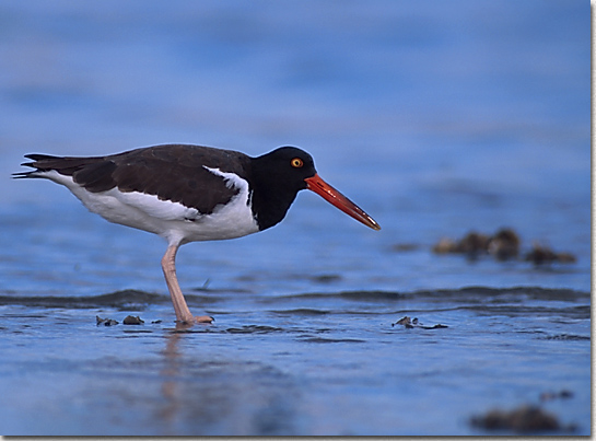 American Oystercatcher