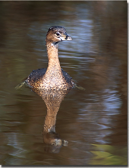 Pied-billed Grebe