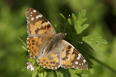 Painted Lady (Vanessa cardui) 