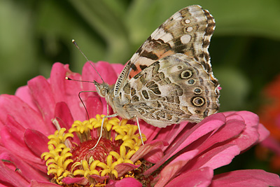 Painted Lady (Vanessa cardui) 