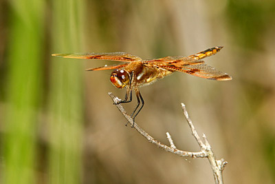 Painted Skimmer dragonfly