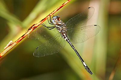 Pale-faced Clubskimmer dragonfly