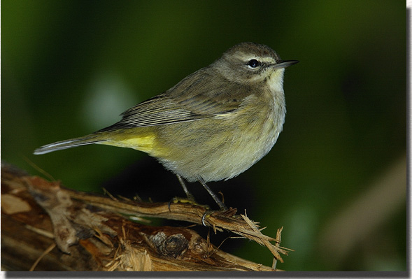 Palm Warbler