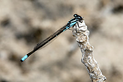 Paiute Dancer damselfly