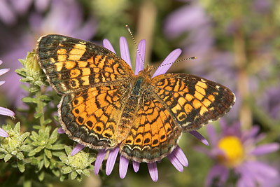 Pearl Crescent (Phyciodes tharos)