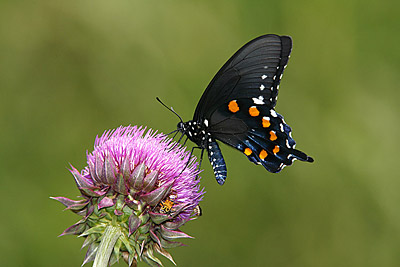 Pipevine Swallowtail butterfly