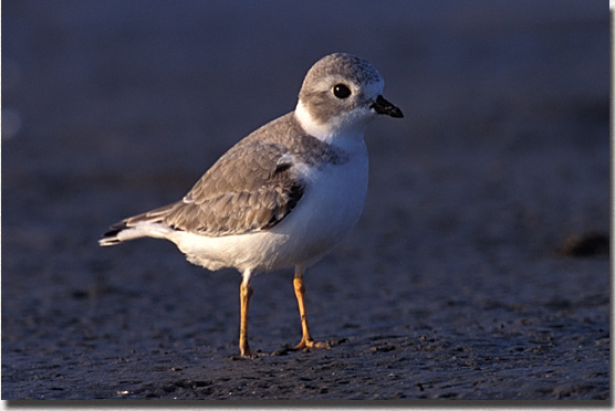 Piping Plover