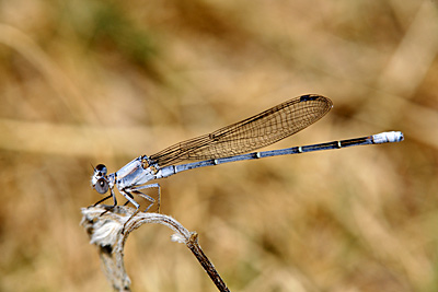 Powdered Dancer damselfly (male)